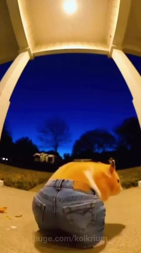 Hamster wearing denim jeans on a porch at dusk, then an eagle swoops down to grab it.