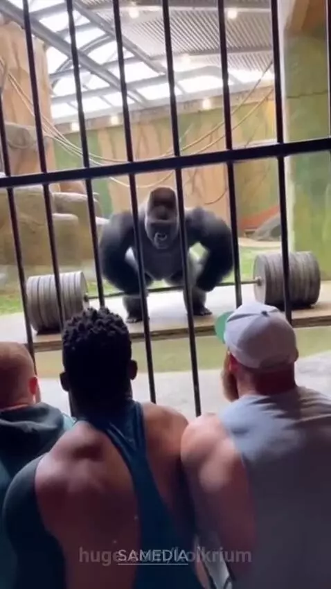A large silverback gorilla stands in front of a barbell, appearing to lift weights, with men watching from behind bars.