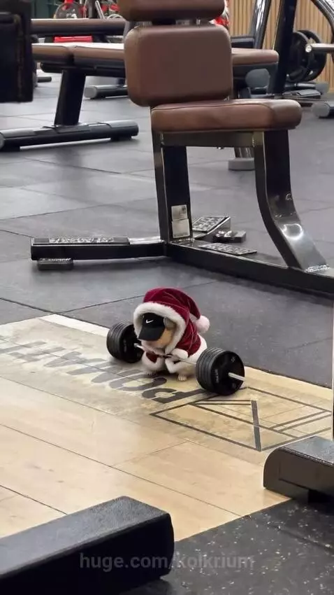 Hamster dressed as Santa Claus wearing a Nike cap and headphones, lifting miniature barbells and dumbbells in a gym.
