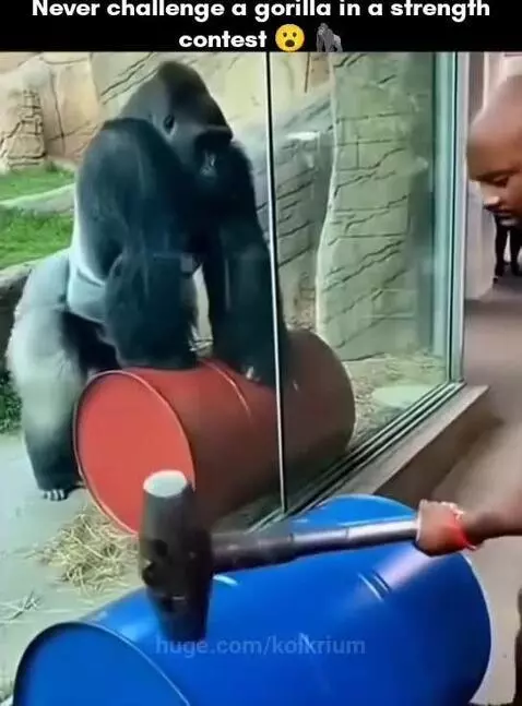 Silverback gorilla smashing a red metal barrel on the ground with immense force.