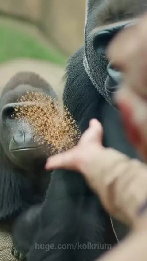 Man performs magic trick for a gorilla, which then roars and pounds its chest aggressively.