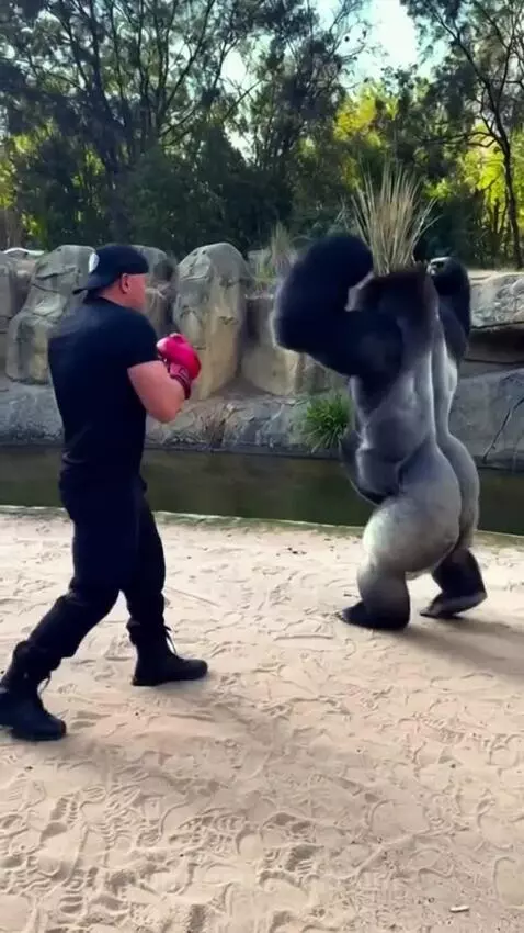 Man in boxing gloves playfully sparring with a gorilla, then dramatically falling down.