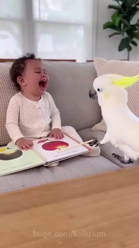 Parrot teaches baby 😁 by kolkrium