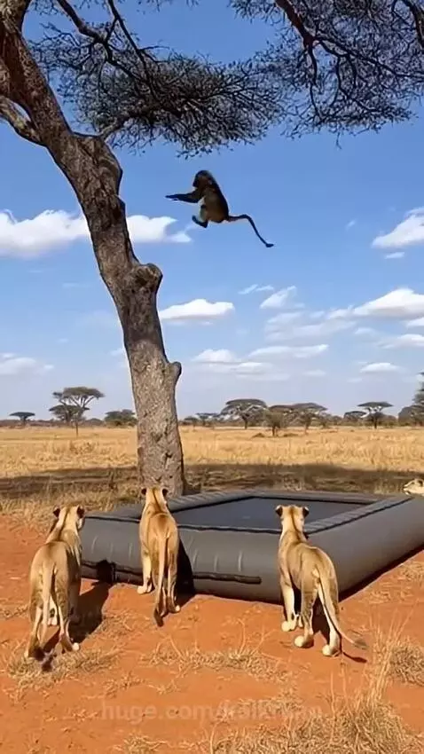 Monkey plays lions sees 😨🤩 by kolkrium