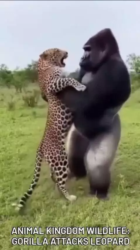 A large gorilla holding a leopard upright, with the leopard roaring and claws extended.