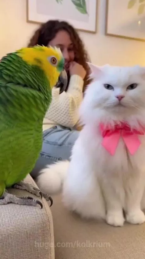 Green and yellow parrot on couch armrest talking to a white cat with a pink bow.