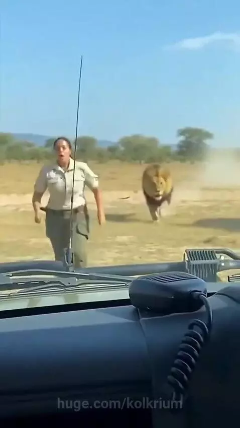 Elephant charges towards a lion near a safari vehicle where a woman is seeking refuge.