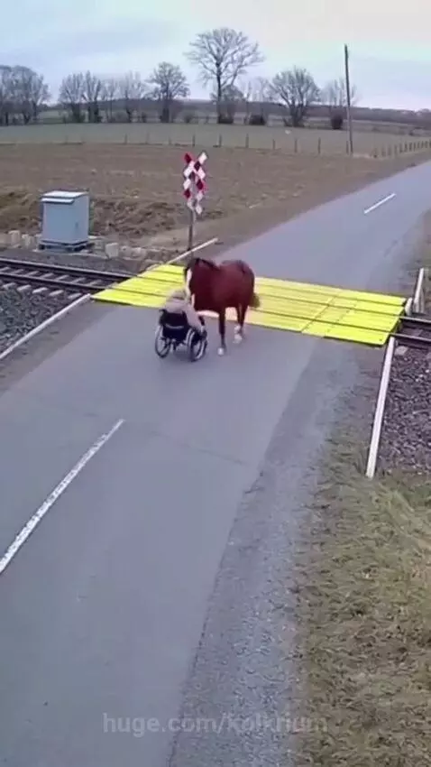 A horse stands calmly next to a person in a wheelchair at a train crossing as a train speeds past.