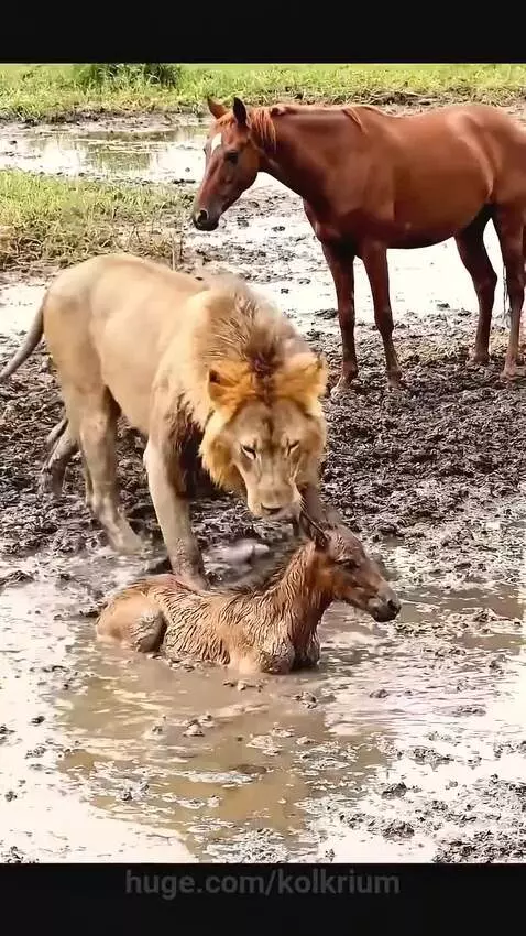 Male lion biting the neck of a young animal in a muddy puddle, with an adult horse nearby.