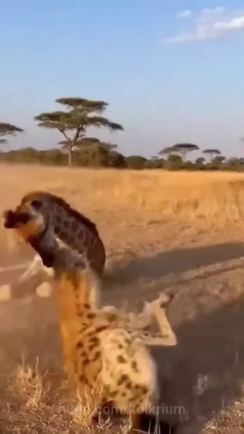 Adult giraffe kicking hyenas attacking a baby giraffe on a dry savanna.