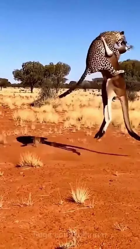 A kangaroo standing upright, fighting a leopard that has pounced on its upper body in a dry, grassy landscape.