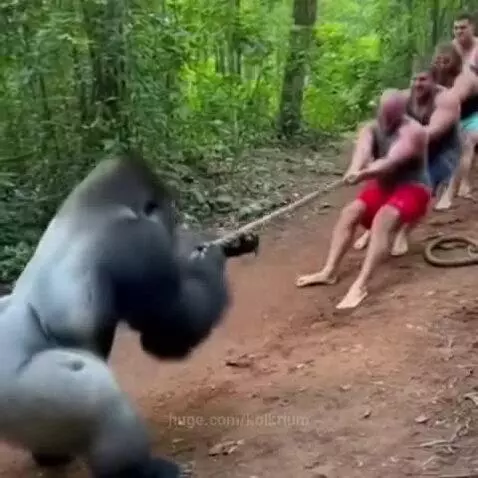A muscular gorilla pulling a rope in a tug-of-war against four straining men in a jungle-like environment.
