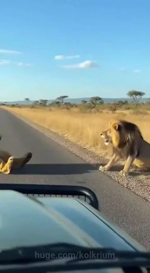 Person in a lion costume falls dramatically in front of a real lion in a savanna.
