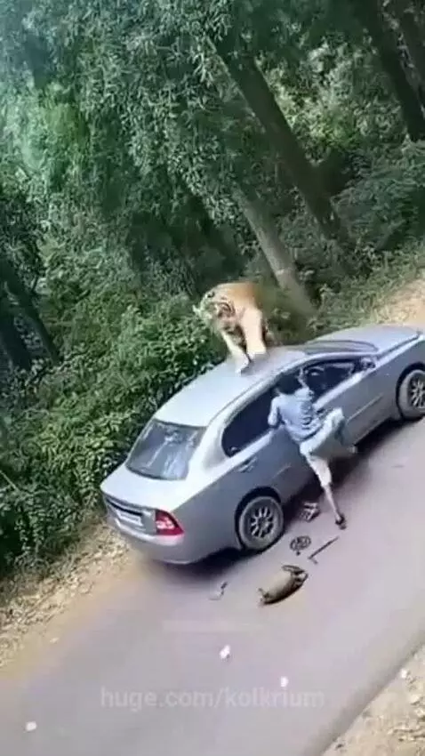 A man attacked 😮 by cheetah 🥺😮🙄 by hassam