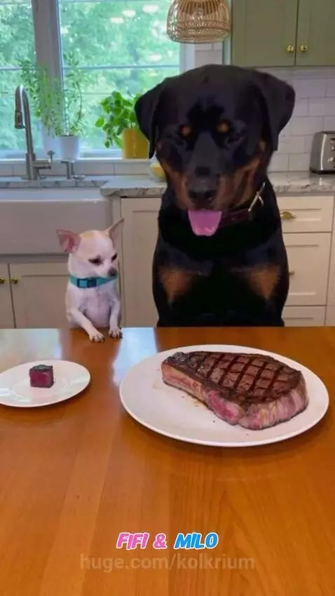 Chihuahua quickly jumping onto a kitchen table to steal a steak from a surprised Rottweiler.