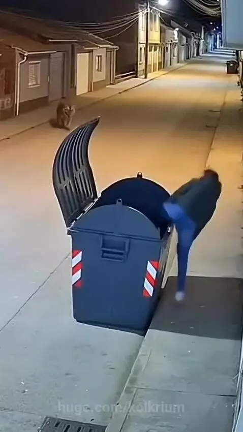 Person hiding in a blue dumpster at night as a tiger jumps on top and paws at the lid.