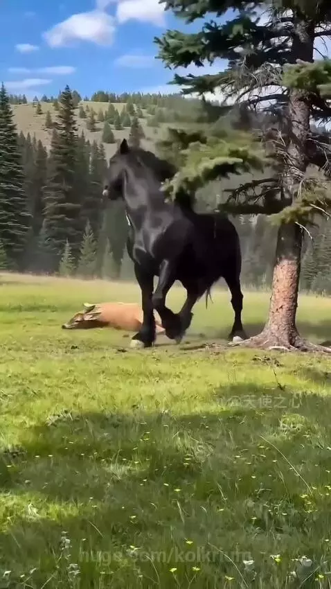 Black horse rearing up and striking a wolf near a motionless deer in a grassy clearing.