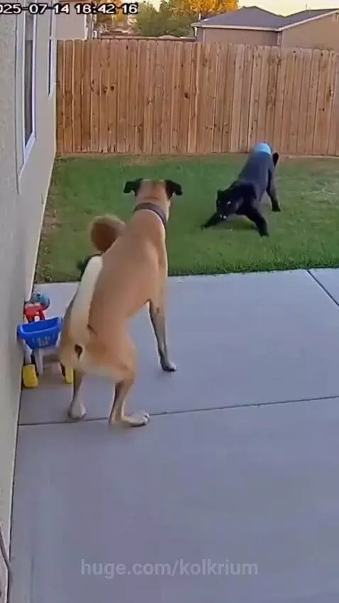 Tan dog stands protectively in front of a toddler, facing an approaching black dog.