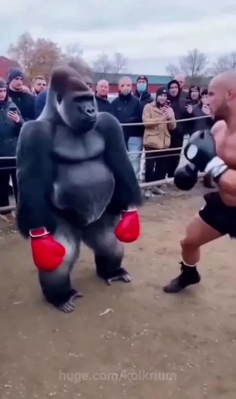 Man in boxing ring throwing punches at a person in a gorilla suit, with spectators watching.