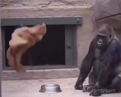 A gorilla sits with its hand on its head in frustration in front of a zoo enclosure window.