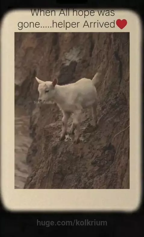 Baby goat rescued by an eagle from crocodiles and lions on a riverbank and cliff.