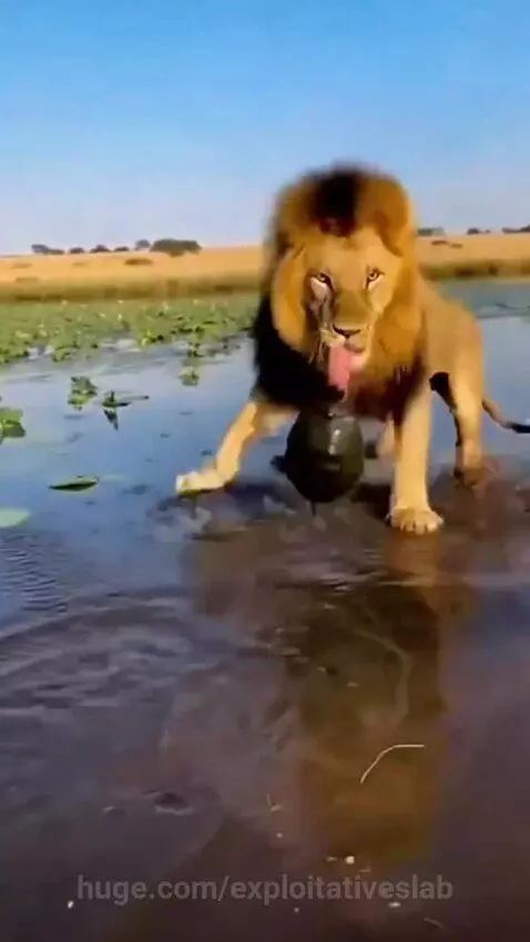 Male lion with full mane thrashing in shallow water, holding a small turtle, looking intensely at the camera.