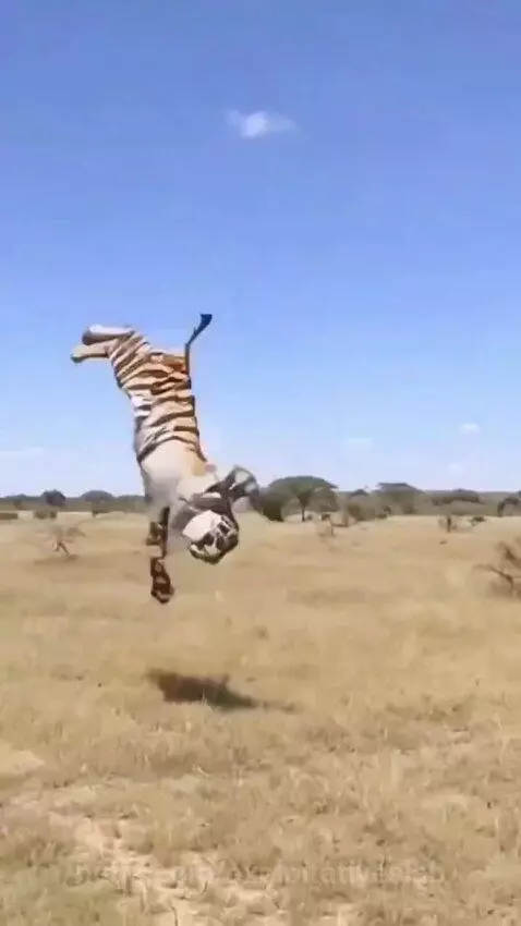 Adult giraffe kicking a tiger that was attacking a baby giraffe on a grassy savanna.