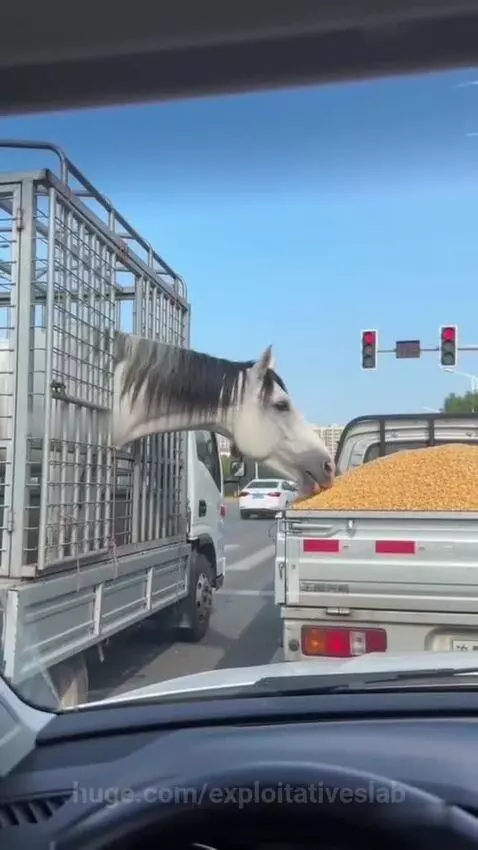 White horse in a truck cage eating corn, looking startled with mouth open.