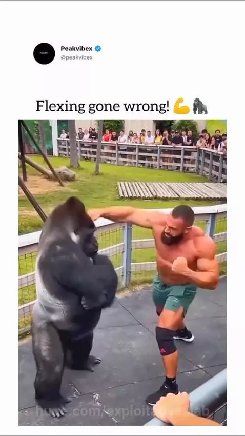 Muscular man in green shorts flexing at a gorilla, then getting punched and falling to the ground.