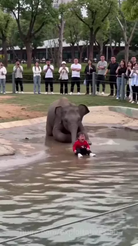 An elephant using its trunk to carefully lift a crying baby out of shallow water.