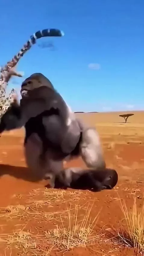 Silverback gorilla throwing a cheetah after it attacked a baby gorilla on a savanna.