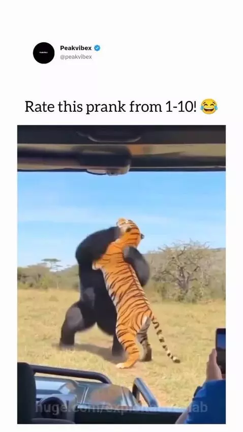 Man in gorilla costume and man in tiger costume fighting in a field, tiger costume is removed.
