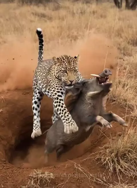 Leopard pounces on a warthog, digging claws into its back and biting its neck.