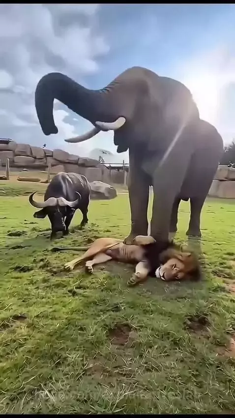 Elephant charging at a lion that is attacking a buffalo on a grassy field.