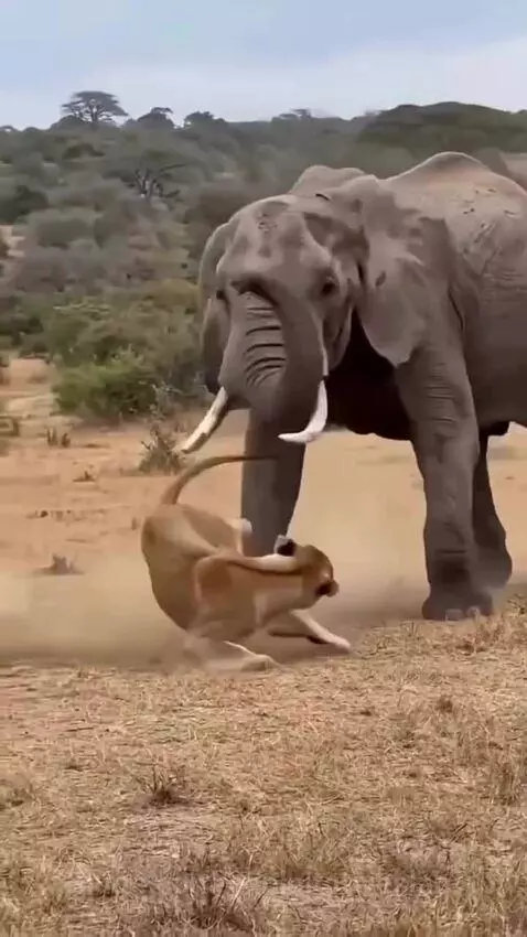 Adult elephant charging and kicking a lioness away from a baby elephant on a dry savanna, with a safari vehicle in the background.