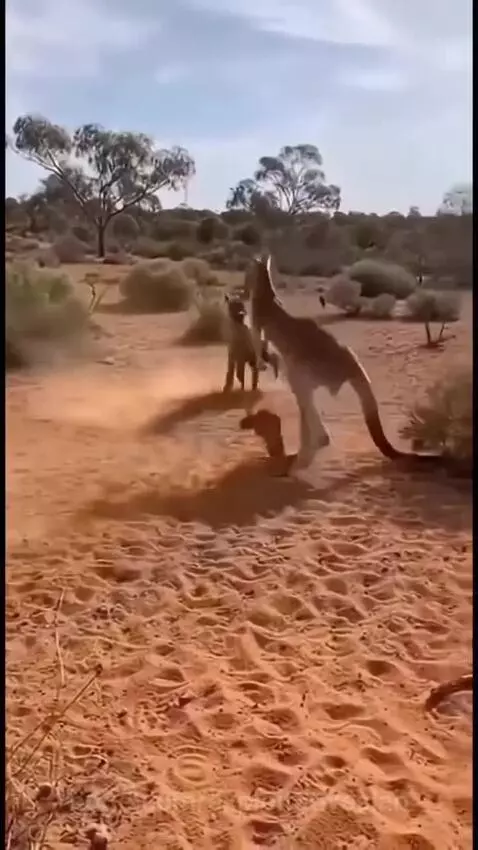 A kangaroo kicks a hyena in a dusty, dry, desert environment with a joey nearby.