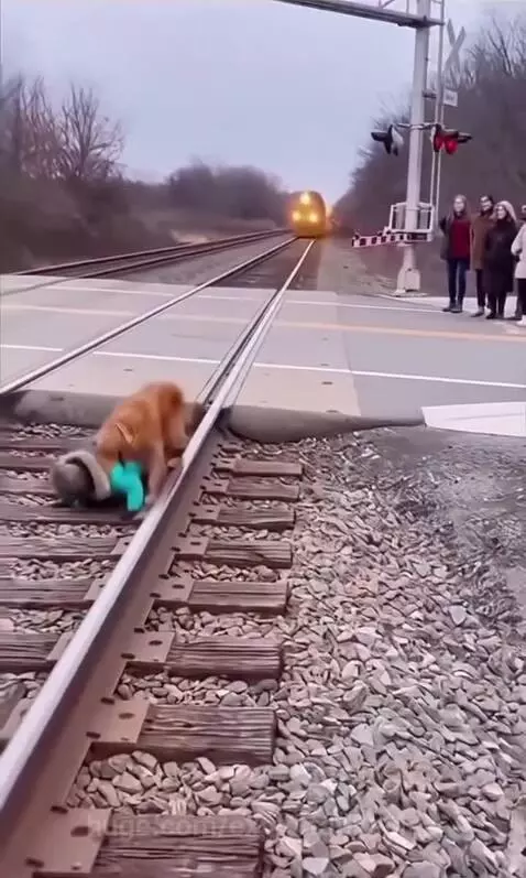 A dog pulling a person away from train tracks as a train approaches rapidly.