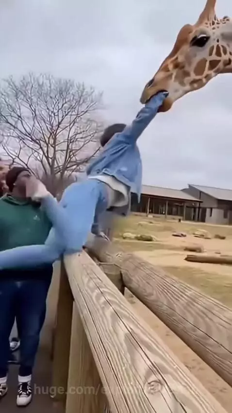 Giraffe holding a woman by her denim jacket in its mouth, lifting her into the air near a wooden fence.