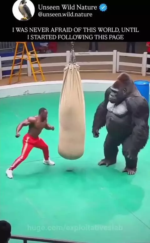 Gorilla in a suit delivering a powerful punch to a sandbag, causing sand to explode out.