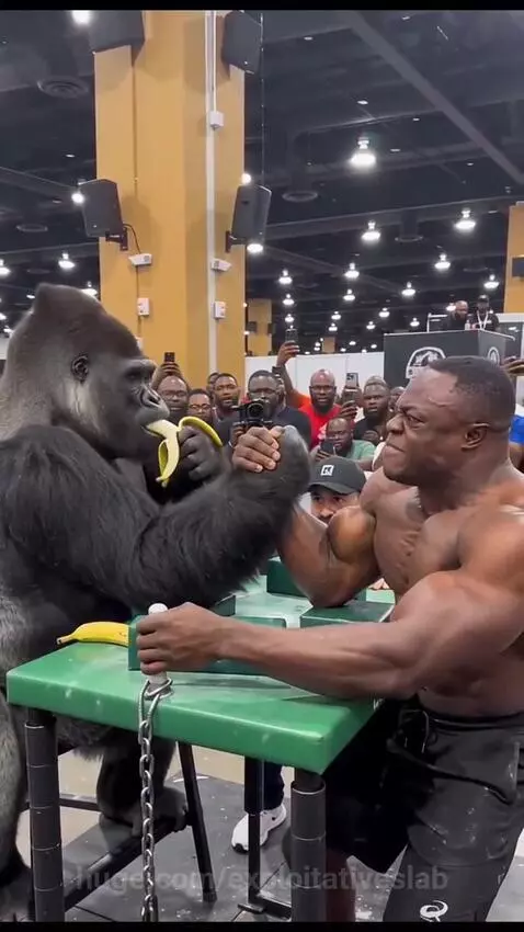 Man arm wrestling a gorilla in a suit who is eating a banana and wins easily.