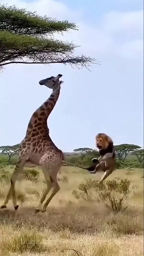 A giraffe powerfully kicking a lion, sending it airborne in a grassy savanna.