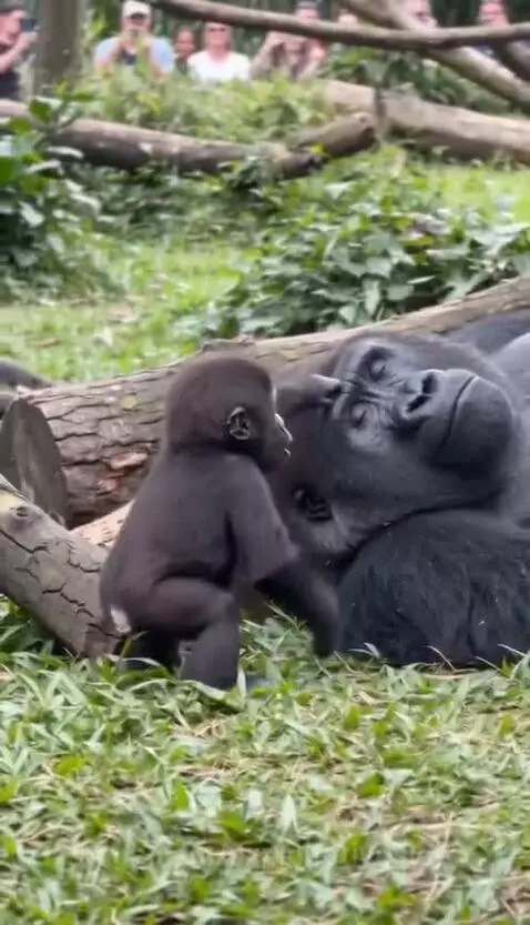 A baby gorilla playfully pokes a sleeping adult gorilla, then beats its chest.