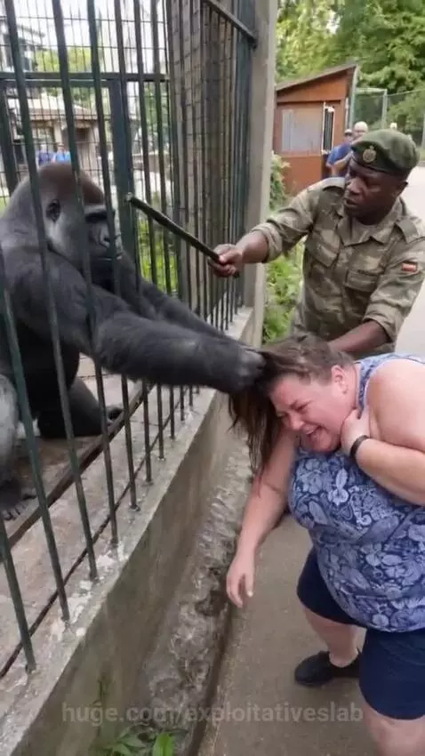 Gorilla inside a zoo enclosure grabbing a distressed woman's hair through the bars.