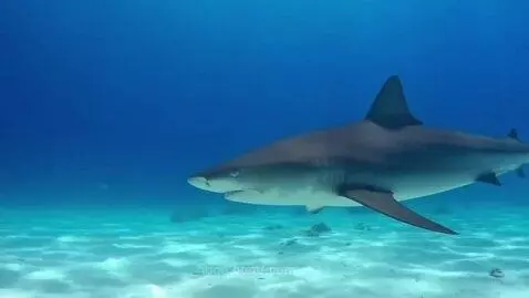 A large shark swims gracefully through clear blue ocean water above a sandy seabed.