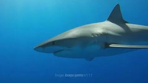 A grey shark swims horizontally through bright blue ocean water, sunlight filtering from above.