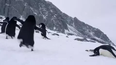 A lone penguin lies motionless in the snow on a mountain slope, while others waddle ahead.