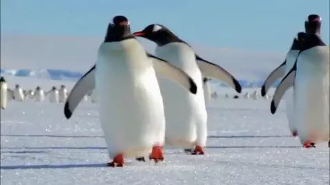 Three Gentoo penguins with black and white plumage waddle across a bright, snow-covered field under a blue sky.