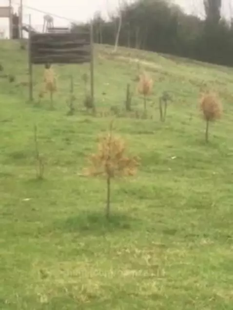 A green, grassy hill with scattered bare trees under an overcast sky, suggesting a mild winter or early spring.
