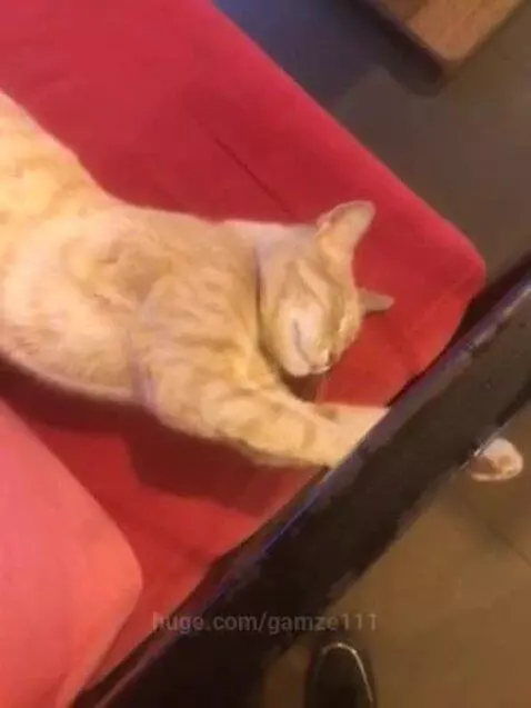 An orange tabby cat with dark stripes sleeps soundly, stretched out on a bright red cushion.