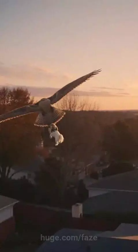 Huge Bird takes Little Dog Away by faze